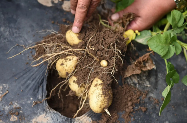 马铃薯生长的过程中会招虫害吗